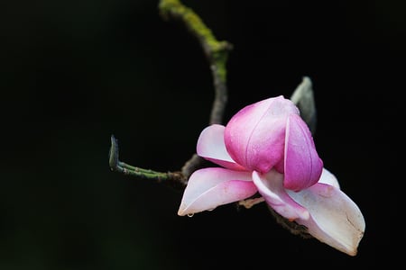 First_Blush - rose, 3d, flower, pink