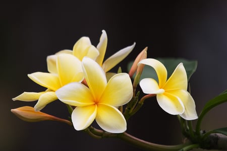 Frangipani - flowers, yellow, 3d, orchid