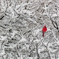 winter cardinal