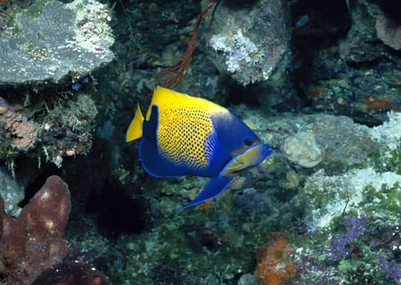 Blue and Yellow-Fish - picture, fish, beautiful, blue and yellow