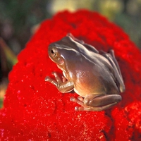 Brown Frog