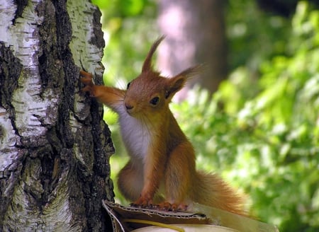 Glari on Tree - glari, on tree, picture, beautiful