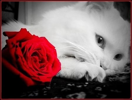 white cat - rose, white, animals, cat