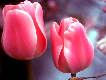 Forgive me Luiza - beauty, soft, photography, tulips, nature, pink, beautiful, flowers, photo