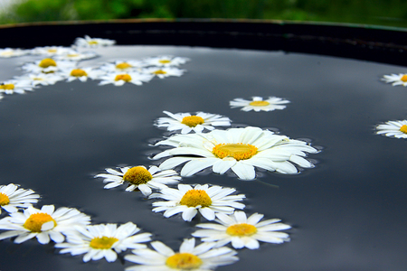 Daisy water - white, beauty, yellow, beautiful, water, tenderness, daisy, lovely