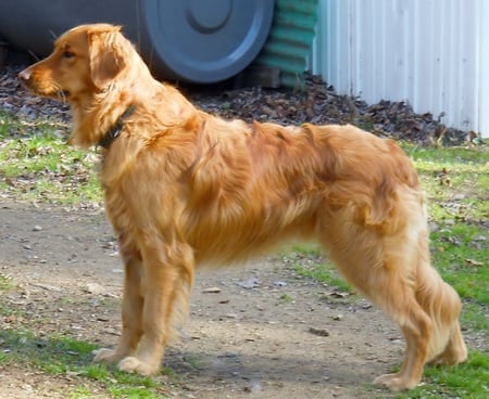 Jazz at his best - jazz, dogs, animals, retrievers