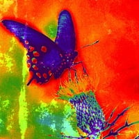 Rainbow Butterfly 2