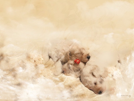 Sleeping Puppies - tan, lying, puppies, sleeping