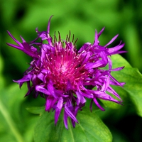 Purple Flower