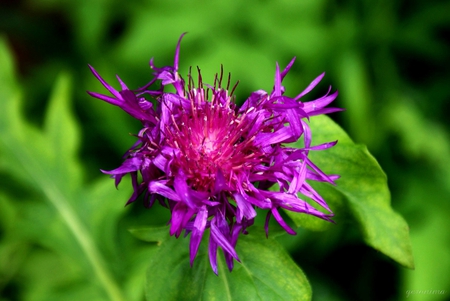 Purple Flower - green, purple, violet, flower