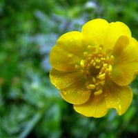 Yellow Flower