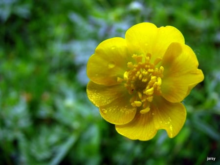 Yellow Flower - green, dew, yellow, flower