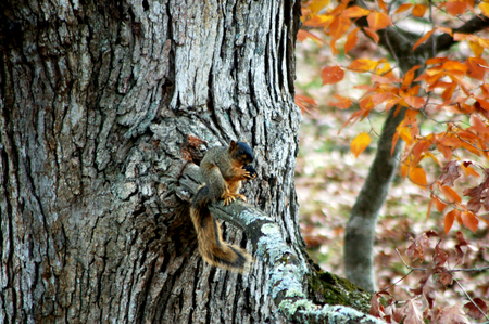 Feasting Squirrel - feasting, critters, squirrel, animals