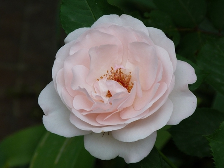 Big rose - flower, pink, nature, rose