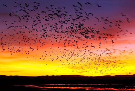 Sunrise in New Mexico - birds, yellow, red, landscape, sunrise, snow geese, sky