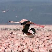 Lesser Flamingos in Flight, Kenya