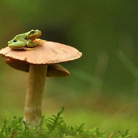 Frog on mushroom.