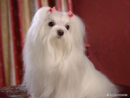 CUTE MALTESE - white, puppy, dog, maltese, canine, pet, cute