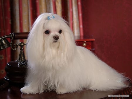 MALTESE WITH BLUE BOW - pet, white, canine, maltese, dog, puppy