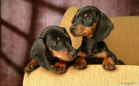 TWO DUCHSHOUND PUPPIES - pet, duchshound, two, cute, puppies, puppy