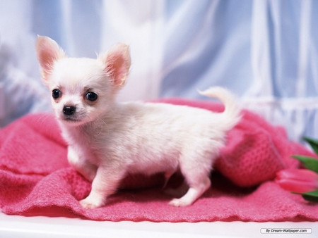 CUTE LITTLE CHIHUAHUA - white, puppy, dog, chihuahua, canine, pet, cute, little