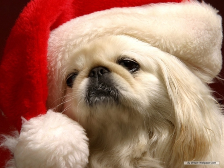 DOG IN SANTA HAT - hat, santa, holiday, canine, dog