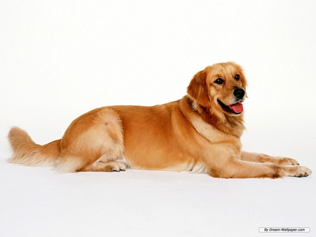 Golden Labradore Retriever - canine, labradore, dog, retriever