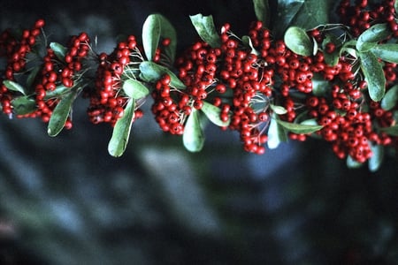 structure - nature, berries, dark, red