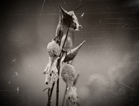 Milkweed - nature, milkweed, outdoors, weeds