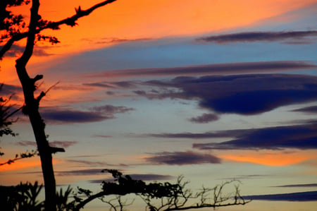 Beautiful sky - sky, sun, image, nature, grey, blue, beautiful, clouds, orange, tree, colors