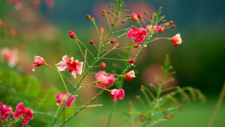 Flowers in Rain - tiny, flowers, pretty, red, rain, pink