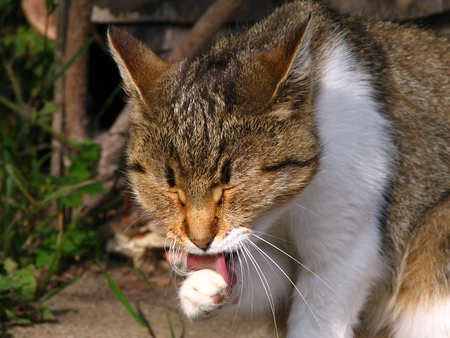 Self-cleaning - white, brown, cute, grooming, cat