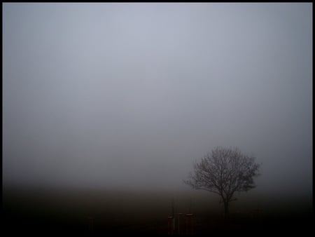 Foggy Day - fog, tree, dark, mist