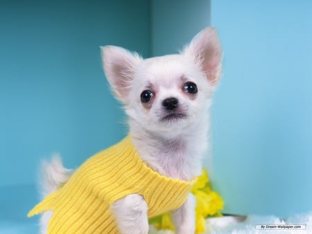 CHIHUAHUA IN YELLOW SWEATER - white, puppy, yellow, dog, canine, chihuahua, sweater