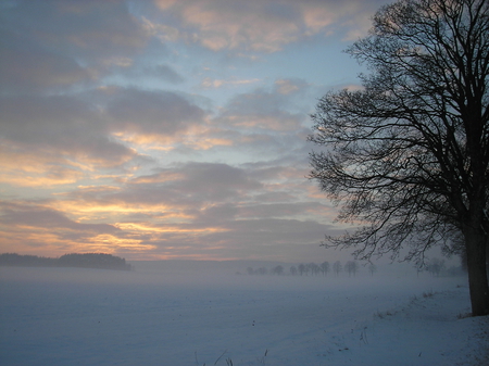 Winter in Radimer - sky, trees, snow, winter, radimer