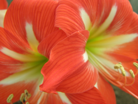 Pink and White Flowers - white, yellow, pink, green, flower