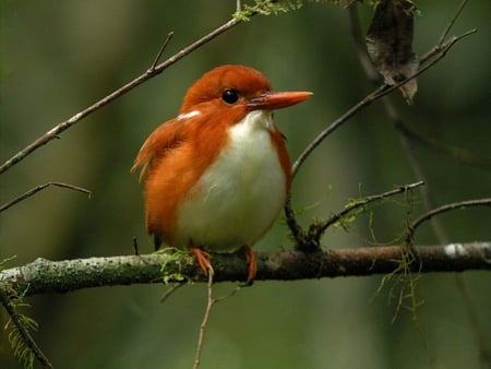 MADAGASCAR PYGMY KINGFISHER - bird, kingfisher, madagascar, flight, feathers, pygmy