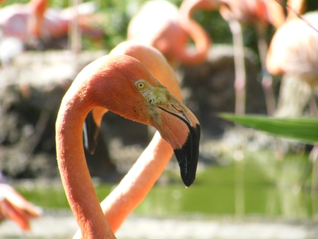 Flamingo - bird, water, pink, flamingo