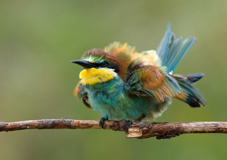 FLUFFY BEE-EATER BIRD - bird, colorful, flight, feathers, bee-eater