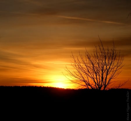 Sunset - black, sunset, orange, tree, sun, sky