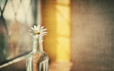 bottle with daisy - abstract, sunlight, bottle, windowsill, window, daisy, flower, petals, bloom