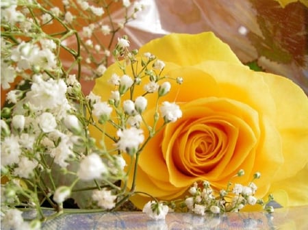 lovely yellow - nice, soft, blooms, bud, rose, plants, lovely, nature, delecate, pretty, yellow, blossoms, flowers