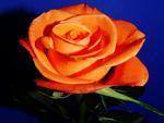 orange rose