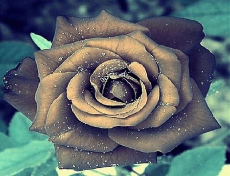 fantasy rose - pretty, blooms, blossoms, bud, lovely, flowers, nature, soft, rose, plants, nice, delecate