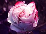 pretty rose