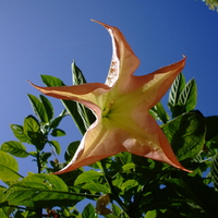 Beautiful flower in the sunshine