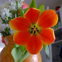 Pretty orange flower in a vase