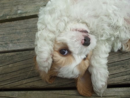 Cute, playful Puppy - cavalier, puppy, brown and white, fluffy, lying on back, paws, playful, spaniel, cute