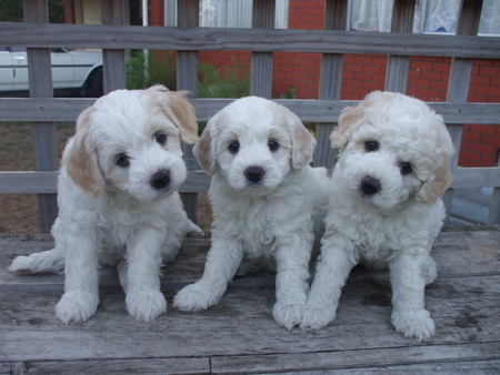 Curious puppies posing for the photo - pup, puppies, curious, three, head tilt, fluffy, pups, white, cute, deck