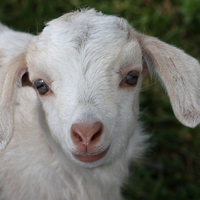 Cute Kid (Baby Goat)